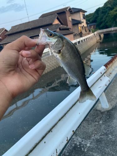 セイゴ（マルスズキ）の釣果