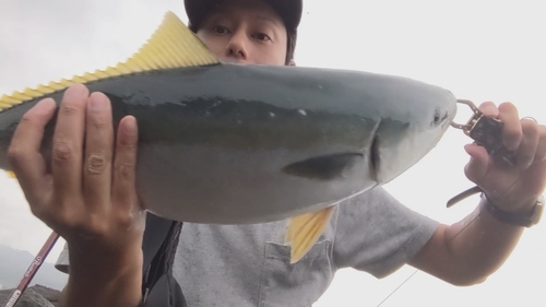 ワラサの釣果