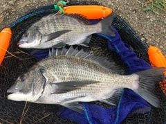 チヌの釣果
