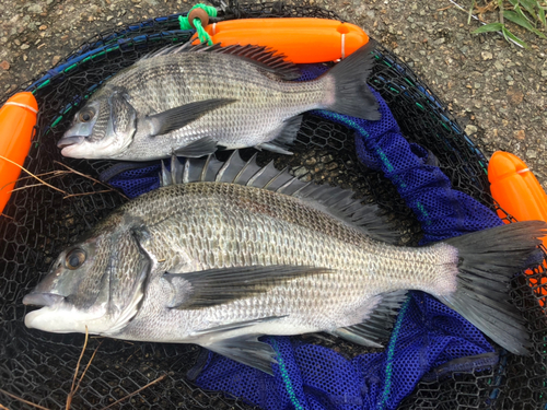 チヌの釣果