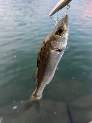 セイゴ（マルスズキ）の釣果