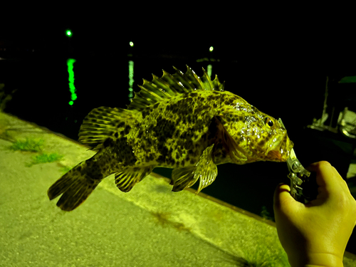 タケノコメバルの釣果