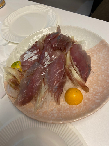 ハマチの釣果