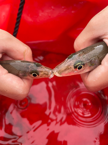 キスの釣果