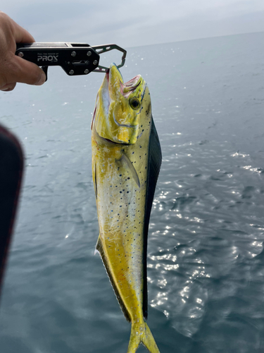 シイラの釣果