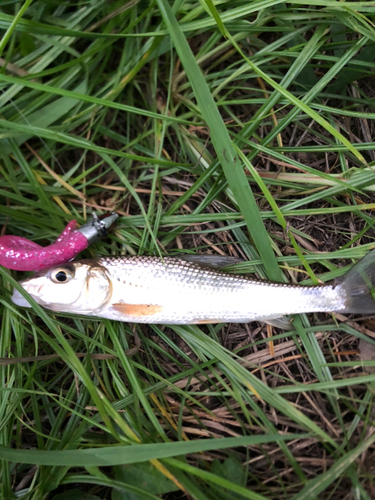 ニゴイの釣果