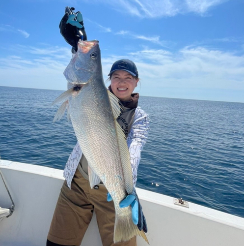 オオニベの釣果