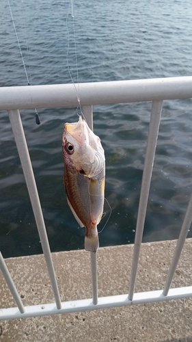 イシモチの釣果