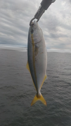 ワカシの釣果