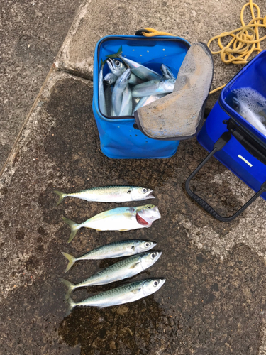 イナダの釣果