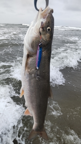 ウグイの釣果