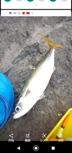 サバの釣果