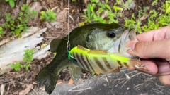 ブラックバスの釣果