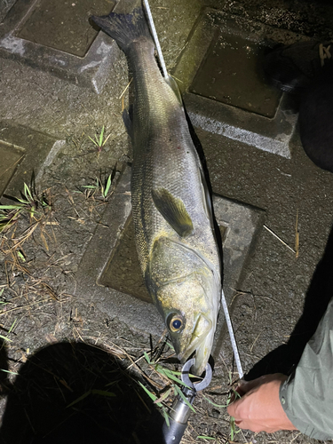 スズキの釣果