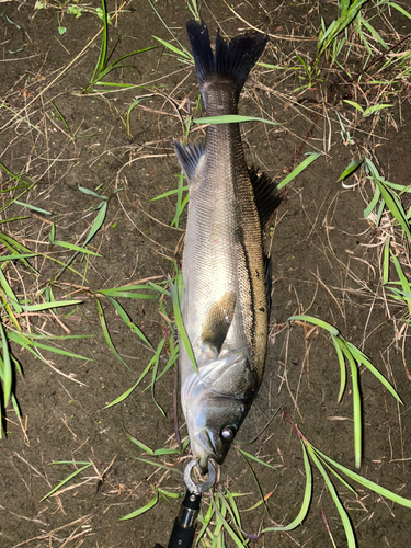 スズキの釣果