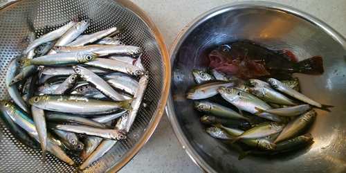 カサゴの釣果