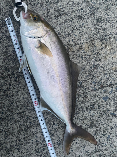 ショゴの釣果