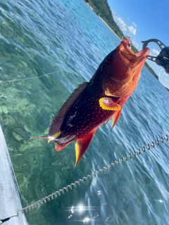 バラハタの釣果