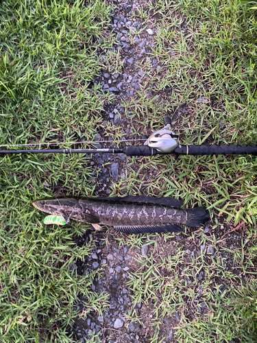 ライギョの釣果