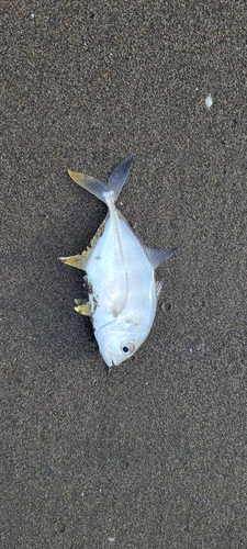 釣果