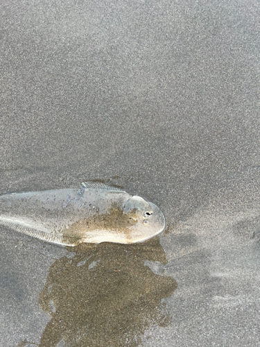 シタビラメの釣果