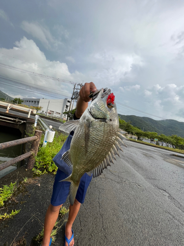 ミナミクロダイの釣果