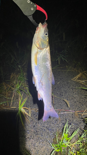 ウグイの釣果