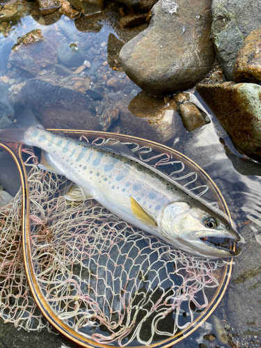 ヤマメの釣果