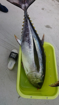 メバチマグロの釣果