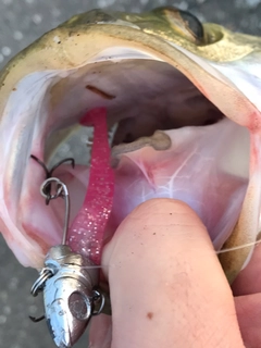 フッコ（マルスズキ）の釣果