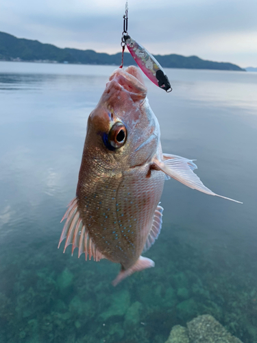 タイの釣果