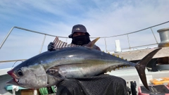 メバチマグロの釣果