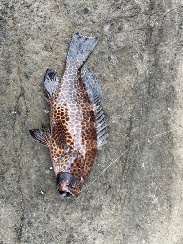 オオモンハタの釣果