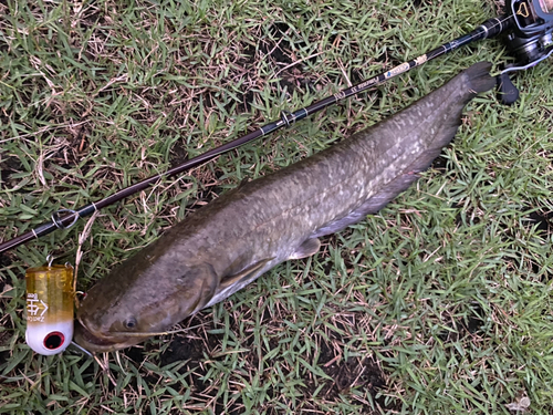 ナマズの釣果