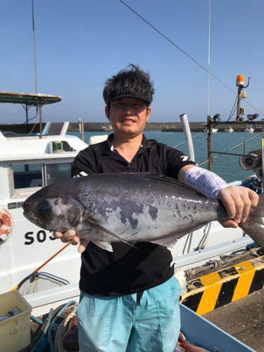 メダイの釣果