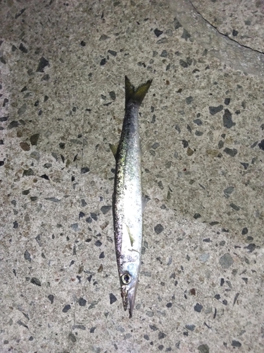 カマスの釣果