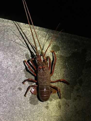 イセエビの釣果