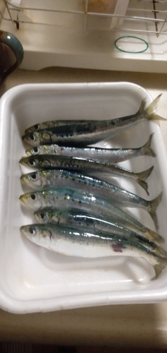 イワシの釣果