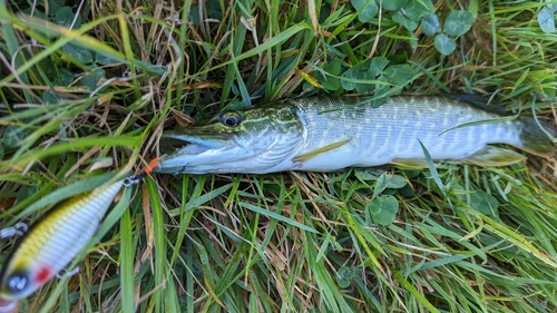 ノーザンパイクの釣果