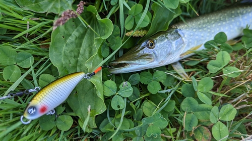 ノーザンパイクの釣果