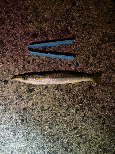 カマスの釣果