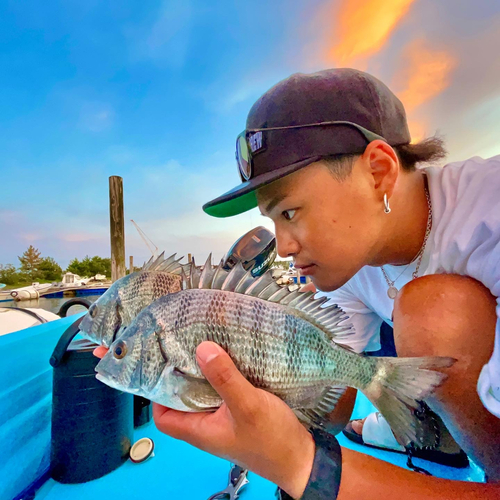 チヌの釣果