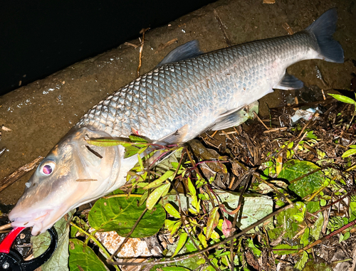 ニゴイの釣果