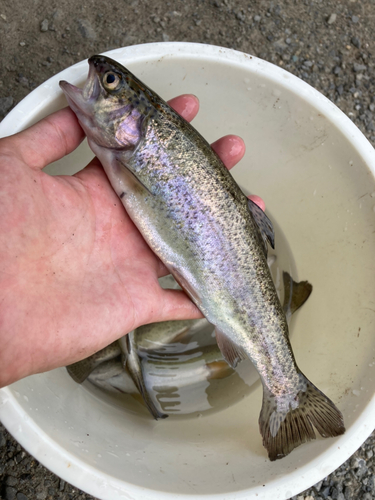 ニジマスの釣果