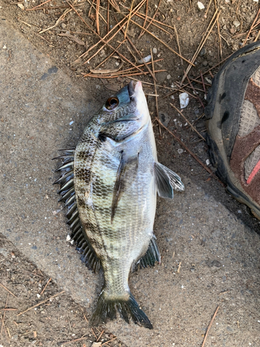 クロダイの釣果