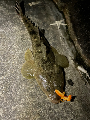 コチの釣果