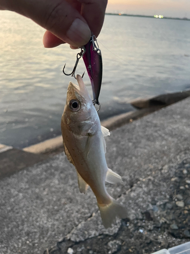 セイゴ（マルスズキ）の釣果