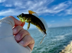 アナハゼの釣果