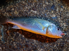 イシモチの釣果