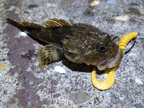 カジカの釣果